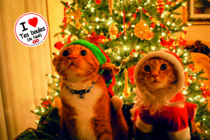 les_chats_aiment_les_boules_de_noel.jpg